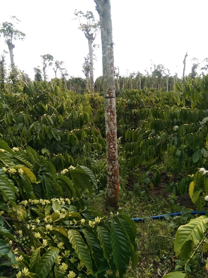 Đất Vườn Đắk Lắk 7000m² - Giá Tốt Đầu Tư