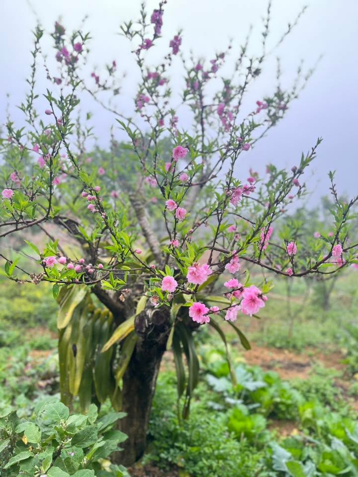 Đất nền Xín Mần Hà Giang 250m² – Tiềm năng tăng giá vượt trội!