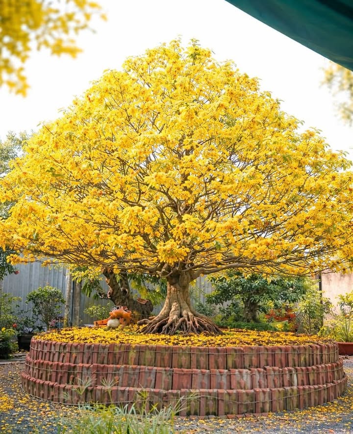 Bán nhà mặt tiền CMT8 Thuận An 300m² giá 8 tỷ - Vị trí đắc địa