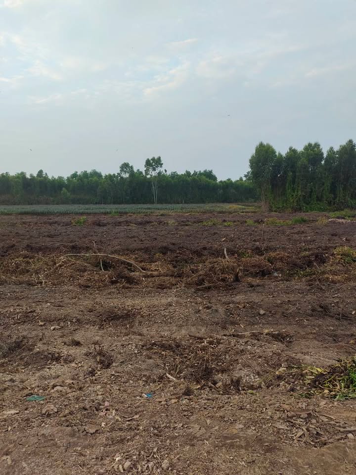 Đất Nền 470m² Phước Lập, Tân Phước - Giá F0, View Sông Đẹp!