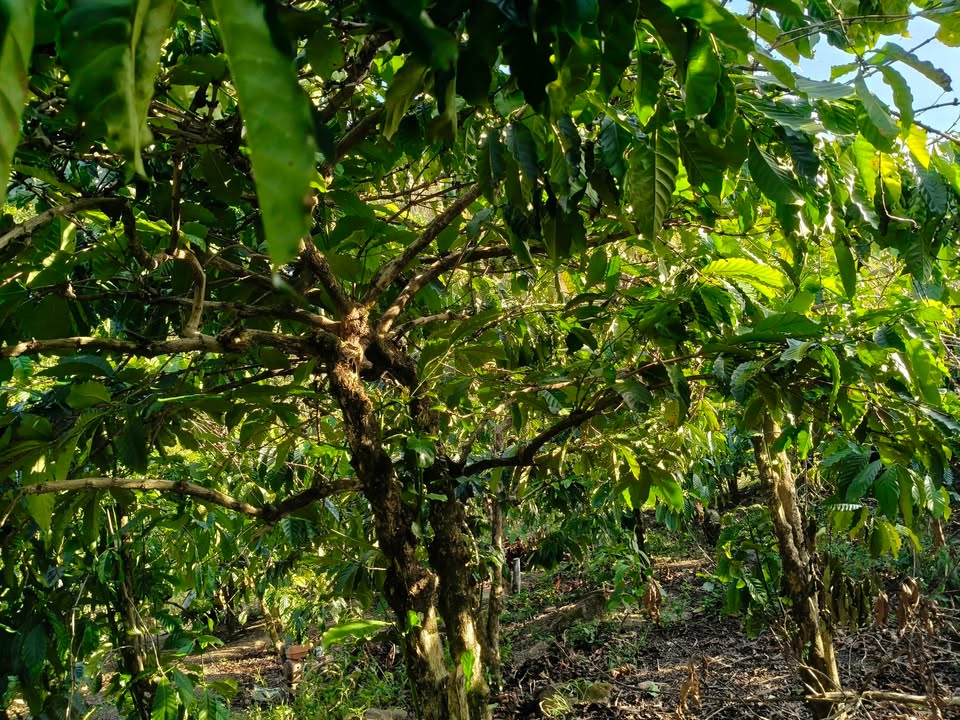 Đất nền Đam Rông, Lâm Đồng 1.3ha giá 1.55 tỷ - Sổ đỏ chính chủ!