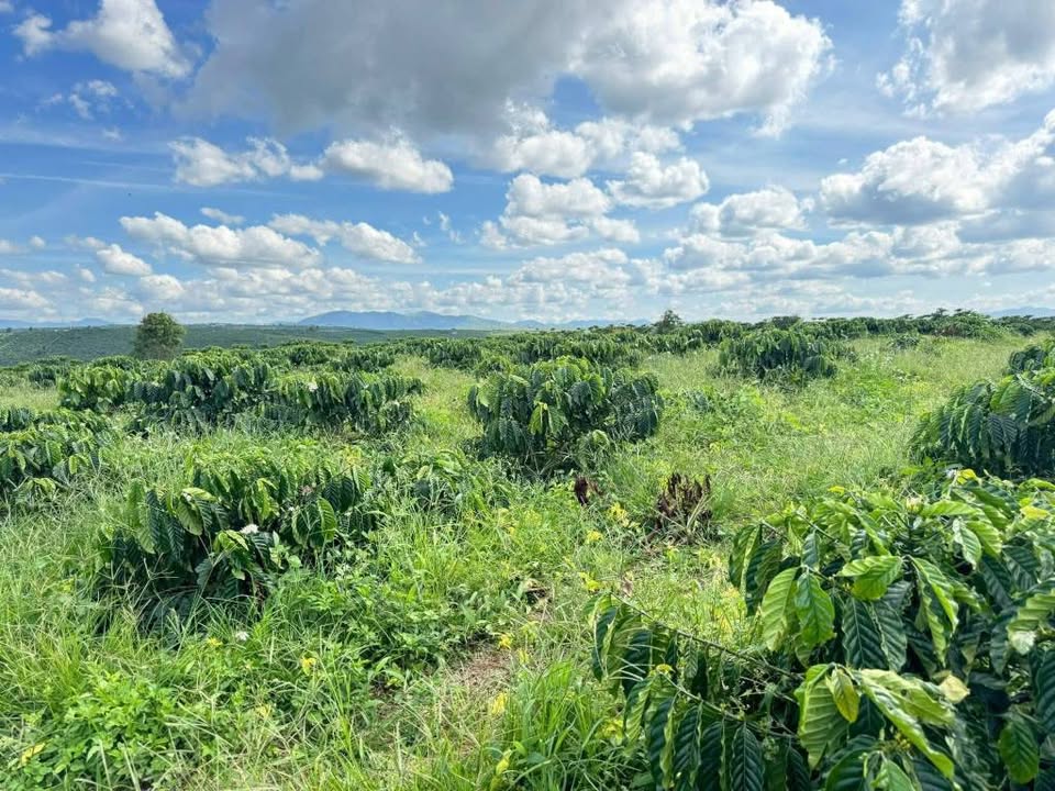 Đất Nền Bảo Lâm, Lâm Đồng 3.3 Tỷ - Tiềm Năng Tăng Giá Vượt Trội