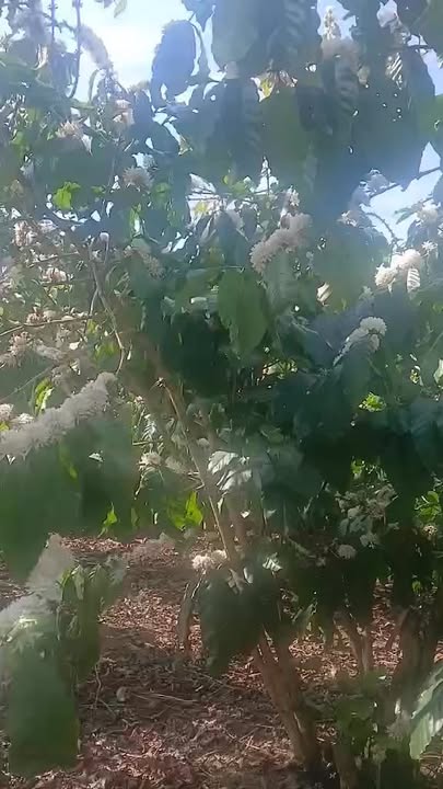 Đất nền Đường Gia Ca Bảo Lộc 3000m² - Sổ đỏ chính chủ, mặt tiền 50m