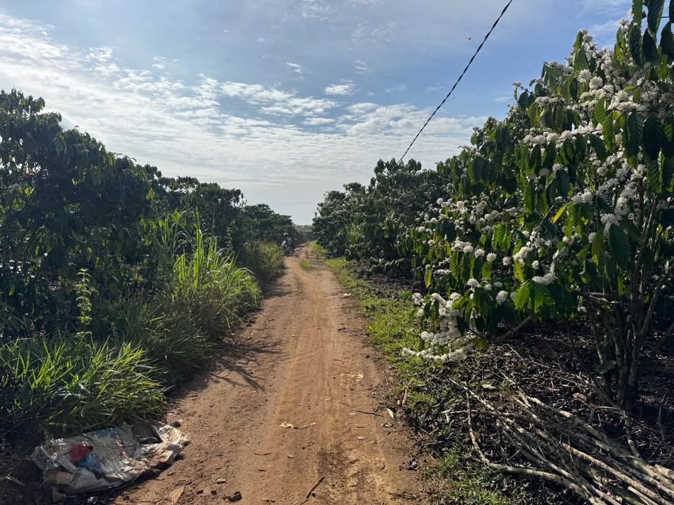 Đất Nền Bảo Lộc 10.800m² giá 2.9 tỷ - Sổ đỏ chính chủ, đường ô tô!