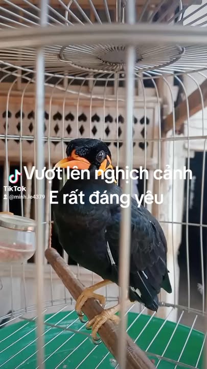 Đất Vườn Lộc Ninh 10.000m² - Sẵn Sàng Cho Sầu Riêng, Giá 1-1.9 Tỷ