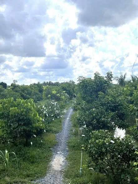 Bán Đất Vườn Vĩnh Long 12.442m² - 1.5 Triệu/m² - Sầu Riêng, Chôm Chôm