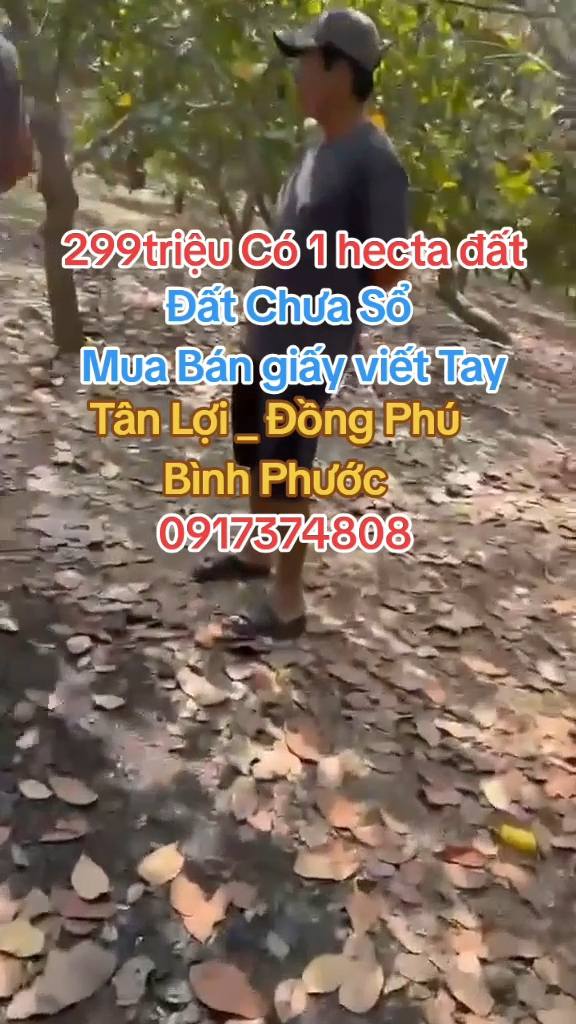 Đất Vườn 10000m² Tân Lợi, Đồng Phú, Bình Phước - Giá Đầu Tư 299 Triệu