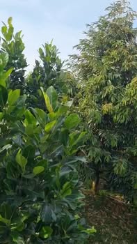 Bán Đất Vườn 4400m² Đồng Tháp - Sổ Sẵn 3.2 Tỷ, Tặng Nhà Mới