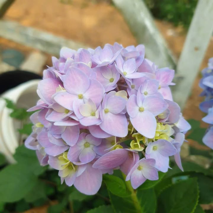 Đất Mỹ Phong Mỹ Tho 2000m² 3.5 tỷ - Đường ô tô, tiềm năng sinh lời cao