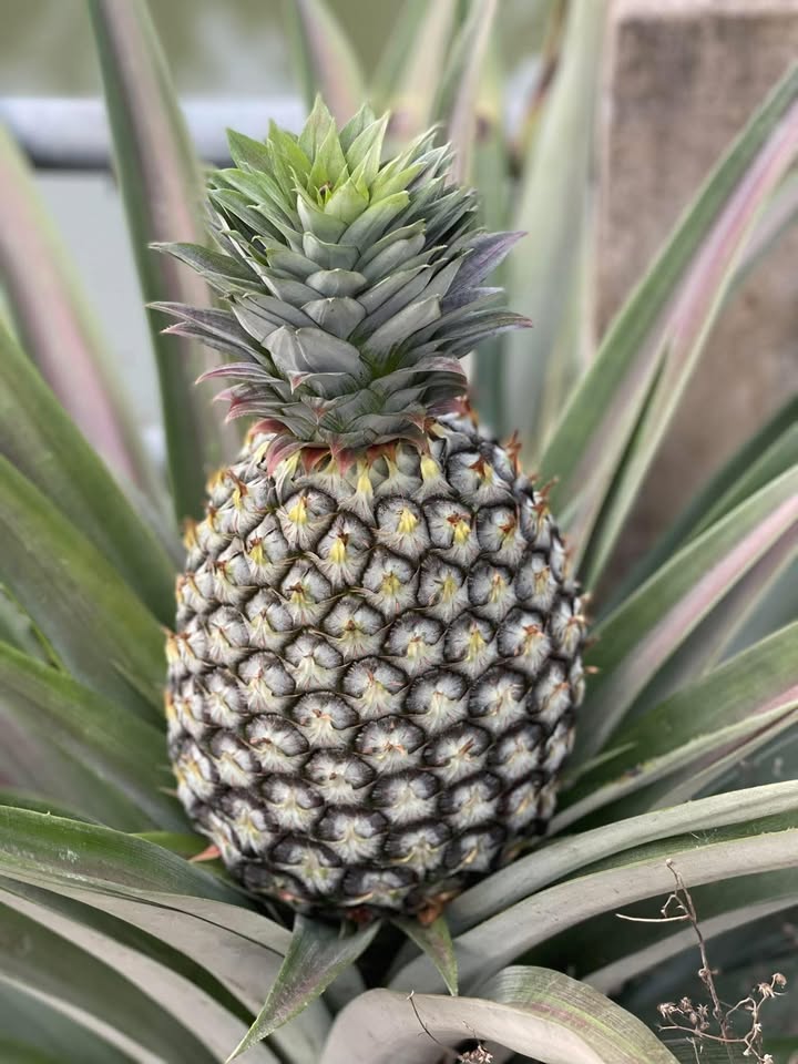 Bán Đất Tặng GPXD Ninh Kiều 43m² Giá 1.2 Tỷ - Sổ Đỏ Sẵn Sàng