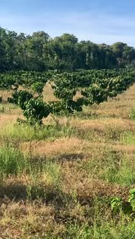 Đất Vườn Tân Hoà, Buôn Đôn 9000m² - Tiềm Năng Đầu Tư Dài Hạn!