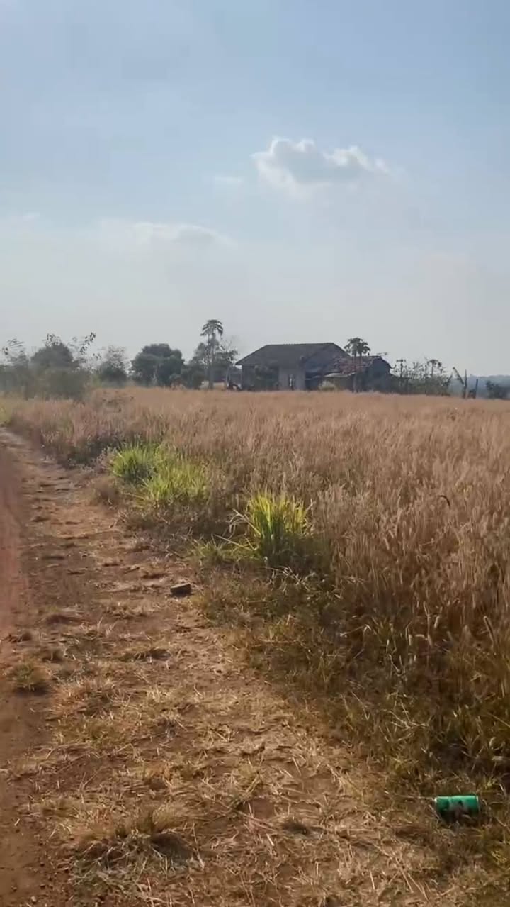 Bán Gấp 14.000m² Đất Đỏ Bằng Phẳng, Sổ Đỏ Tại Krông Búk, Đắk Lắk - Giá 2.1 Tỷ