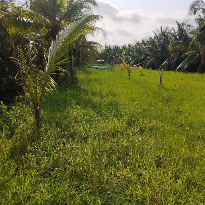 Đất Nền Bình Hoà Giồng Trôm 516m² - Đất thổ cư 100%