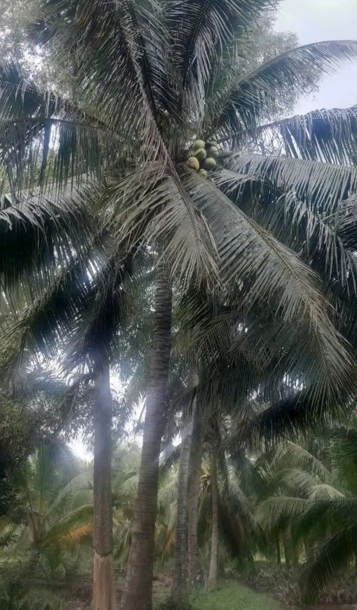 Bán đất vườn dừa Mỏ Cày Bắc 1622m² giá 500 triệu - Nghỉ dưỡng lý tưởng!