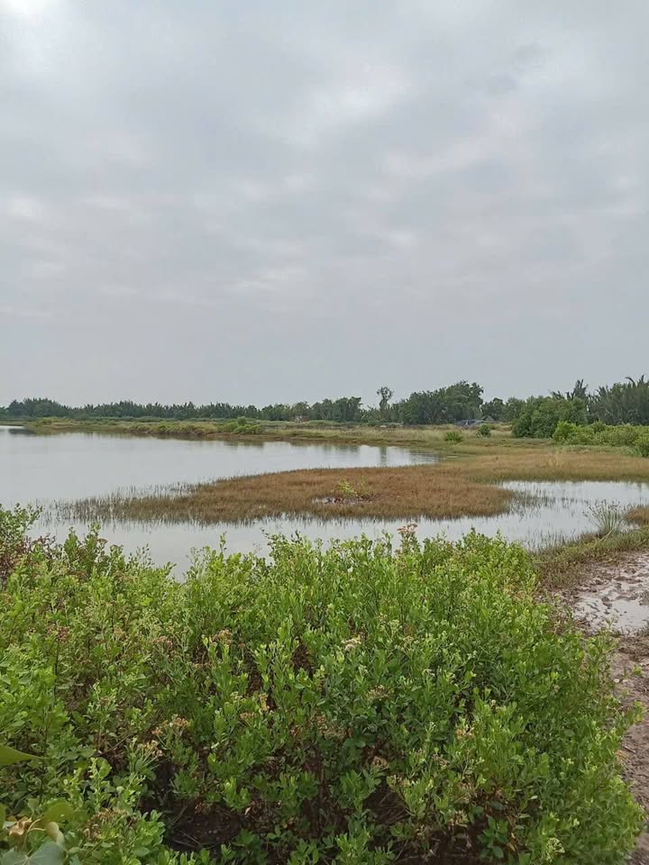 Bán Gấp Đất Sân Muối 10.000m² Bến Tre - Giá Tốt 1.25 Tỷ Bao Sổ
