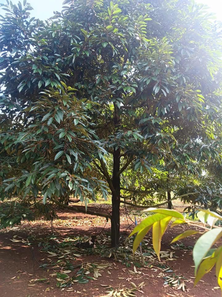 Đất Vườn 2.8ha Phước Tân, Phú Giáo - Sổ Đỏ, Thu Nhập Ổn Định 12 Tỷ