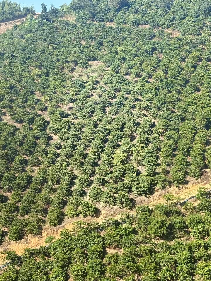 Đất nền Quảng Khê Đắk Nông 3600m² - Tiềm năng tăng giá!