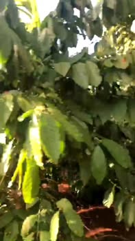 Đất Vườn Đắk Lắk 2700m² - Nguồn Thu VIP Vườn Cà Phê, Tiêu, Sầu Riêng