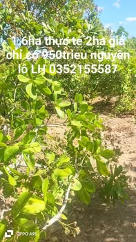 Đất nền Đắk Wil Cư Jút 1.6ha (2ha thực tế) giá 950 triệu - Tiềm năng tăng giá!