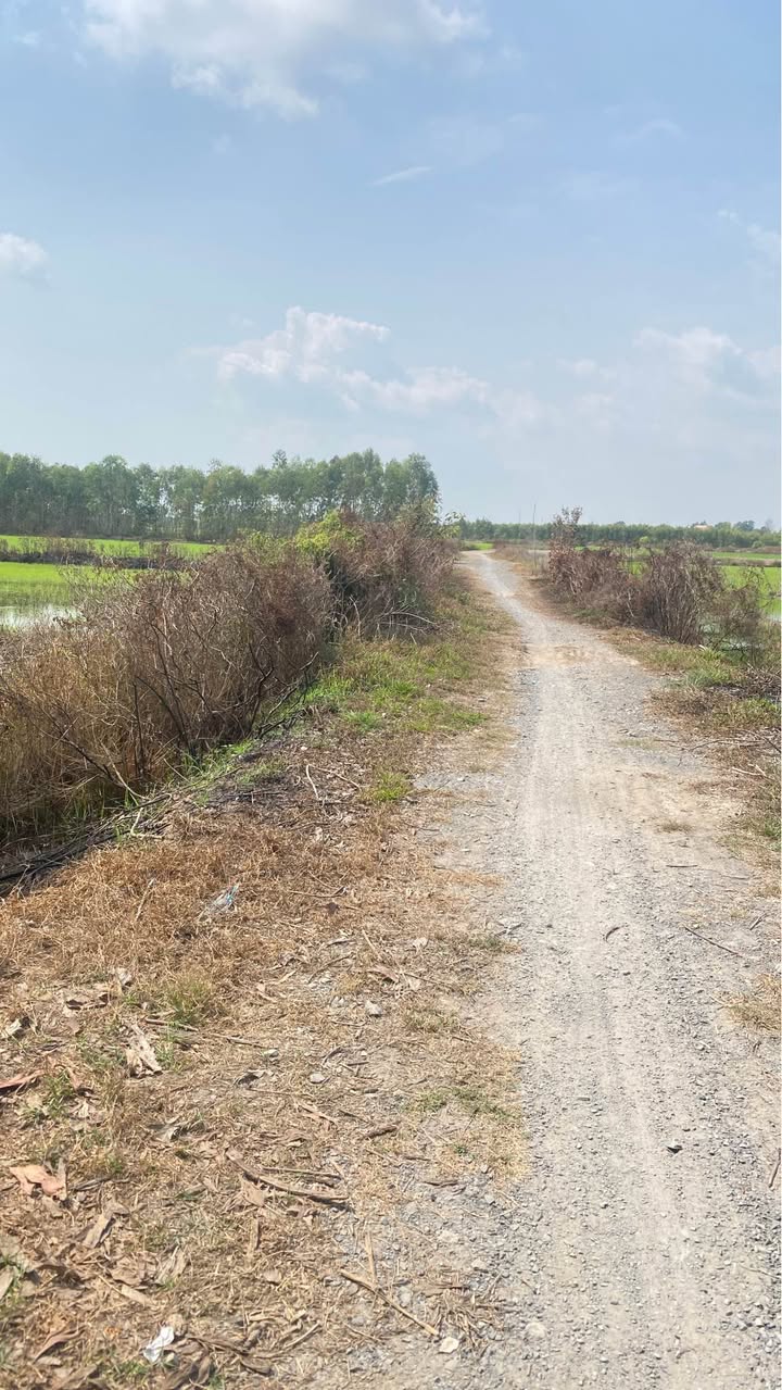 Đất Vườn 1000m² Sổ Hồng Riêng - Giá 350 Triệu/Đất Vàng - Đức Huệ, Long An