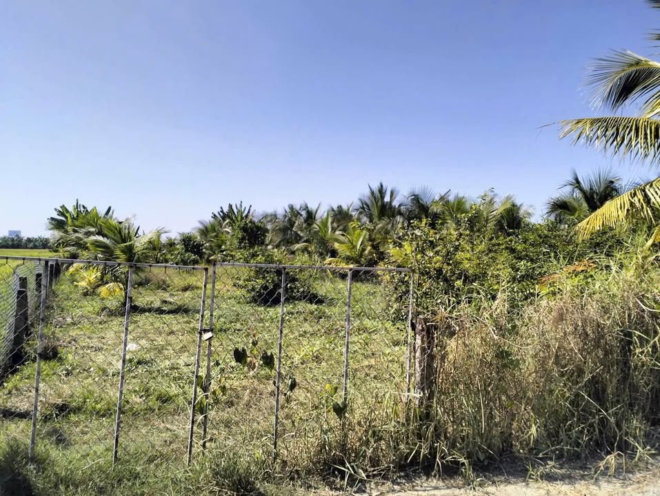 Đất lúa Phường Khánh Hậu, Tân An 1200m² - Sổ đỏ chính chủ!