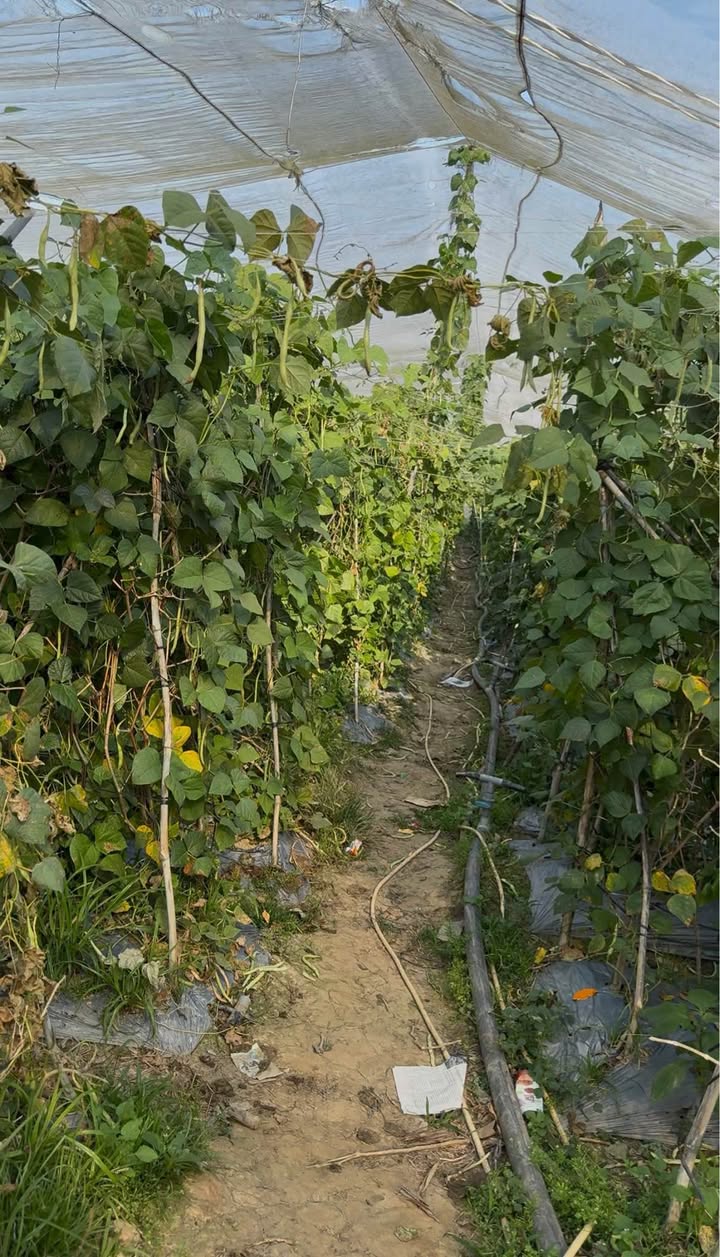 Bán Đất Vườn 1450m² Lâm Đồng - Suối Róc Rách, Sổ Thổ Cư Sẵn Sàng