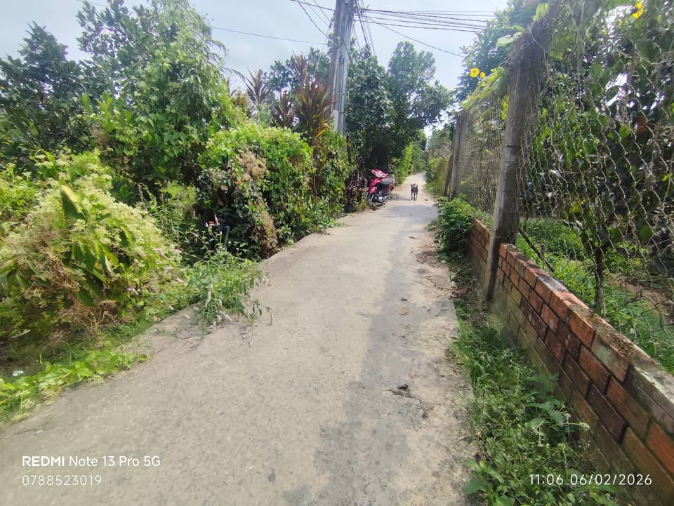 Đất Vườn 1100m² Thị trấn Chợ Lách - Sổ Đỏ Chính Chủ, Giá Chỉ 800 Triệu