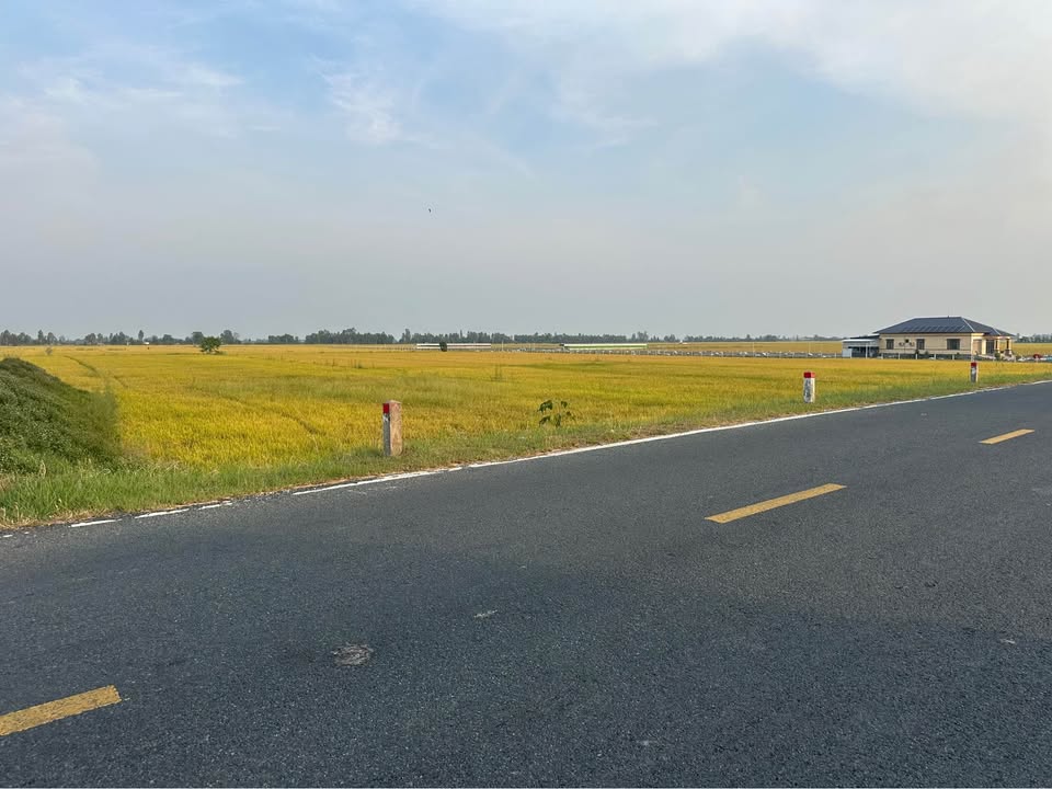 Đất Ruộng 13.000m² Tỉnh lộ 856, Cao Lãnh - Đầu tư dài hạn, mặt tiền lớn!