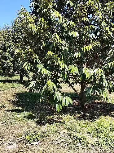 Bán Gấp 15.000m² Đất Vườn Sầu Riêng 5 Năm Tuổi Tại Bù Đăng, Bình Phước - Giá 3.6 Tỷ