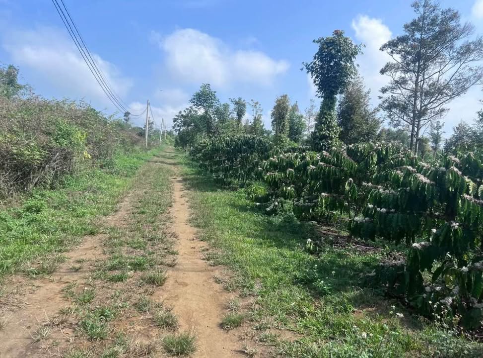 Bán Đất Vườn 3200m² Lộc Châu, Bảo Lộc - Sổ Đỏ, Giá Đầu Tư 1.15 Tỷ/sào