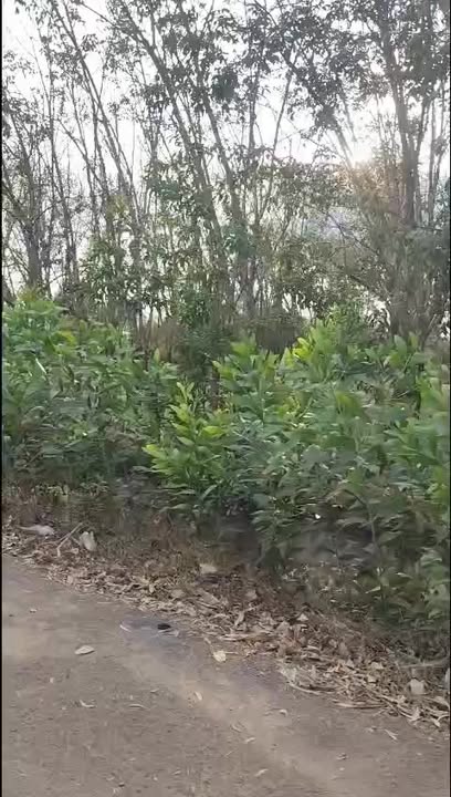 Đất Cao Su Ninh Điền, Châu Thành 103.000m² - Đầu tư dài hạn!