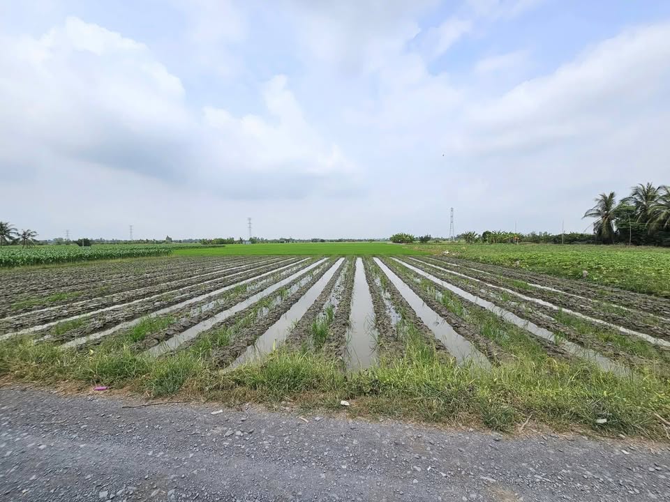 Đất Nền Tiền Giang - 165m² F0 Giá Tốt, Sổ Đỏ Riêng