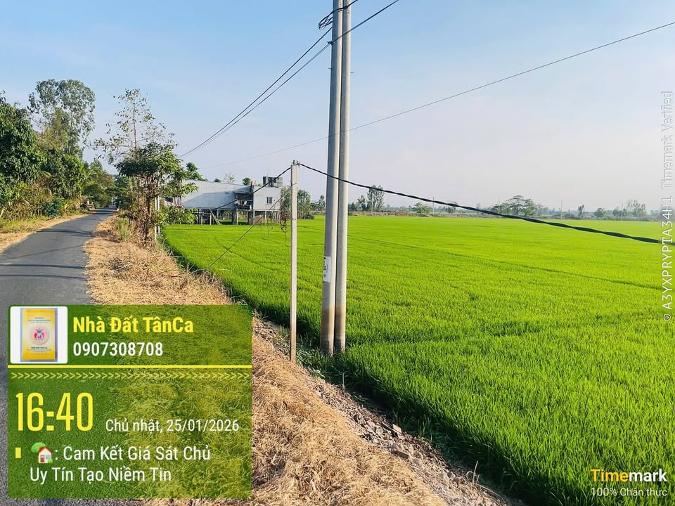 Bán Đất Lúa Thanh Bình Đồng Tháp 15000m² - Sổ Đỏ Chính Chủ Giá Tốt