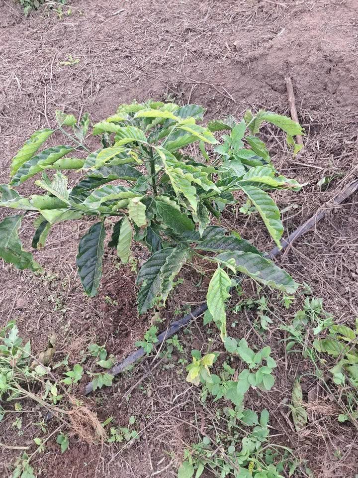 Đất Vườn Lâm Hà 1800m² - Sổ đỏ chính chủ, sinh lời bền vững!