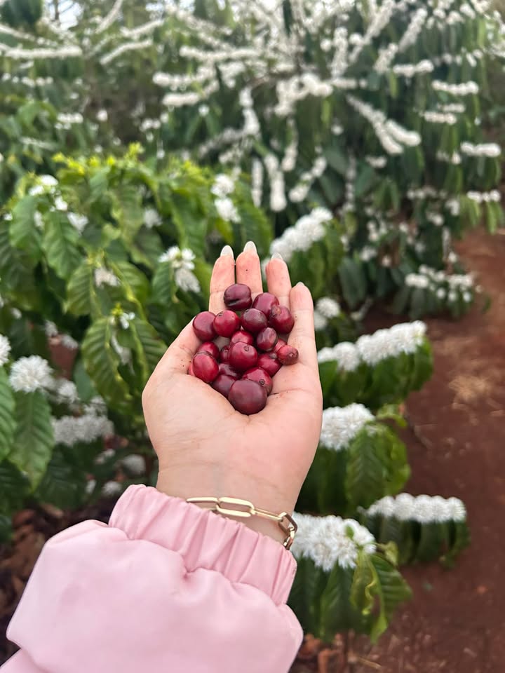 Farm Cà Phê 6.6ha Gia Lai - 10 Tỷ, Thế Đất Đẹp, Sẵn Sàng Thu Hoạch