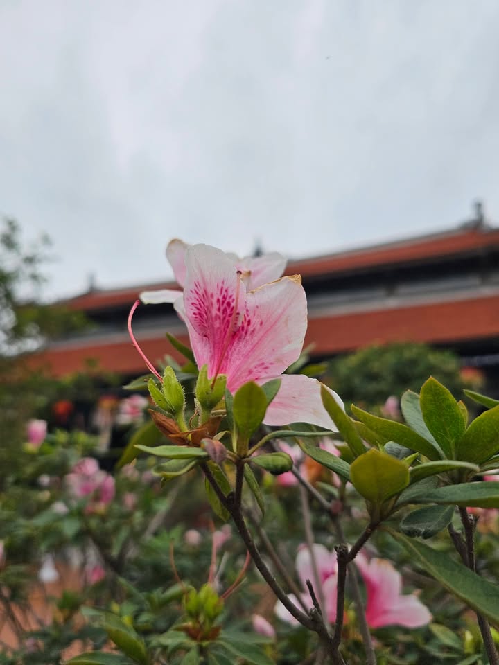 Nhà Lô Góc 4 Tầng Đường Tô Hiệu, Cát Cụt - 3.65 Tỷ