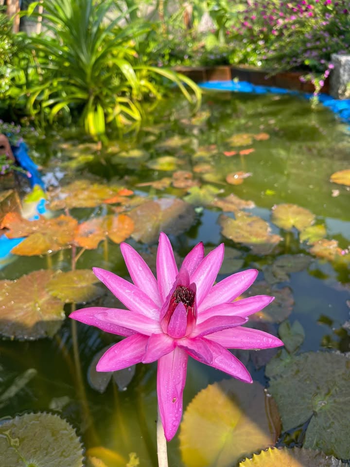 Đất Thổ Cư Suối Tiên Cam Ranh 60m² - Giá Tốt Đầu Tư