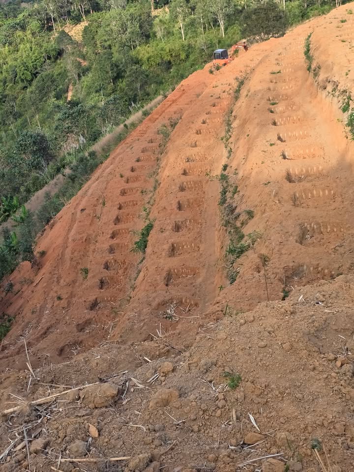 Đất Vườn Lạml Đồng 4ha - Sẵn Cà Phê, Giá Đầu Tư 650tr/ha