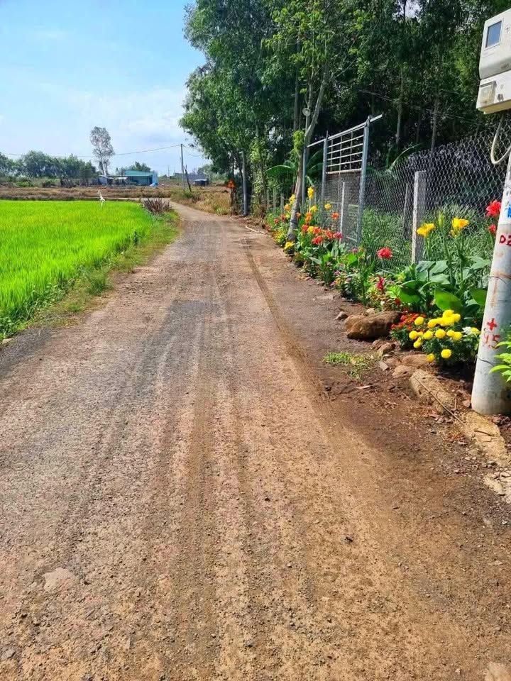 Đất vườn Long Tân, Đất Đỏ 1000m² giá 650 triệu - Giá đầu tư tốt!