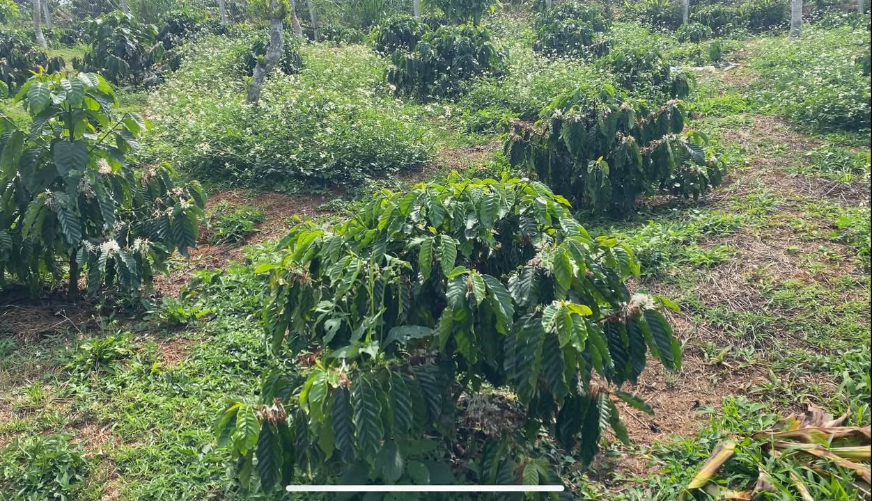 Bán 1.3ha Đất Vườn B'Lá Bảo Lâm - Quy Hoạch 8600m² Thổ Cư