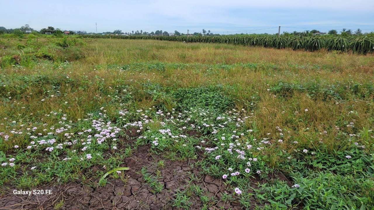 Đất nền Vĩnh Công, Long An 2000m² - Sổ đỏ chính chủ!