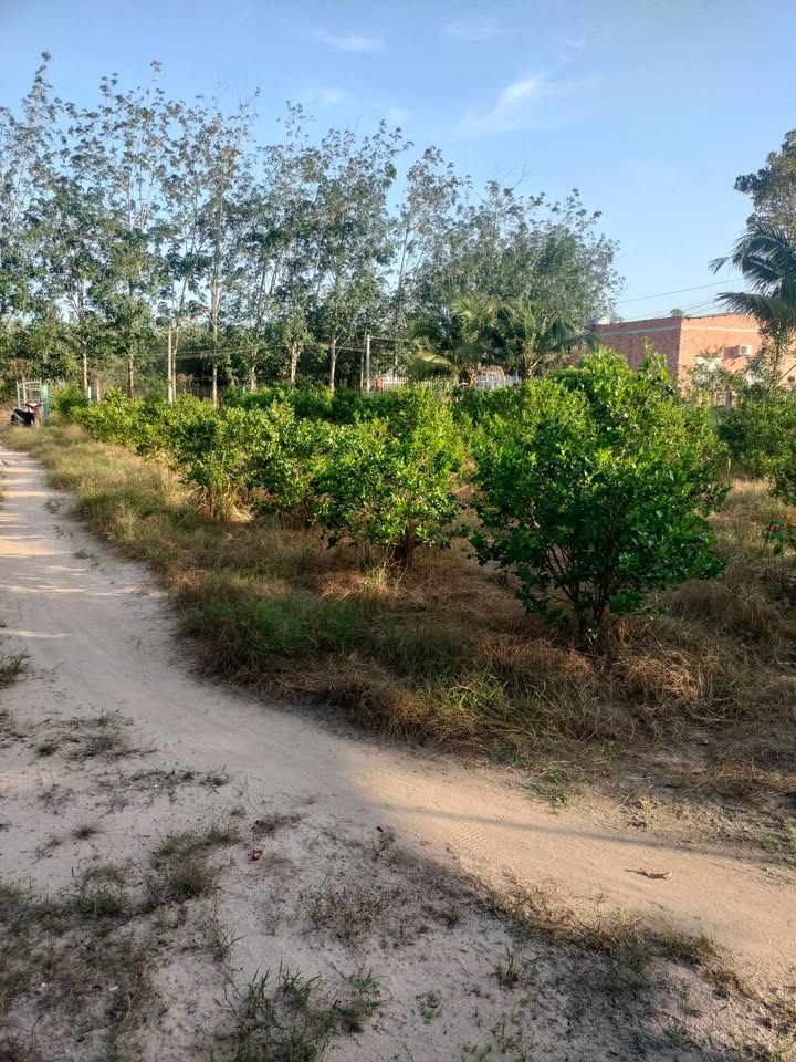 Đất Vườn Ninh Thạnh TP Tây Ninh 2000m² Giá 1.3 Tỷ - Sổ Hồng Sẵn!