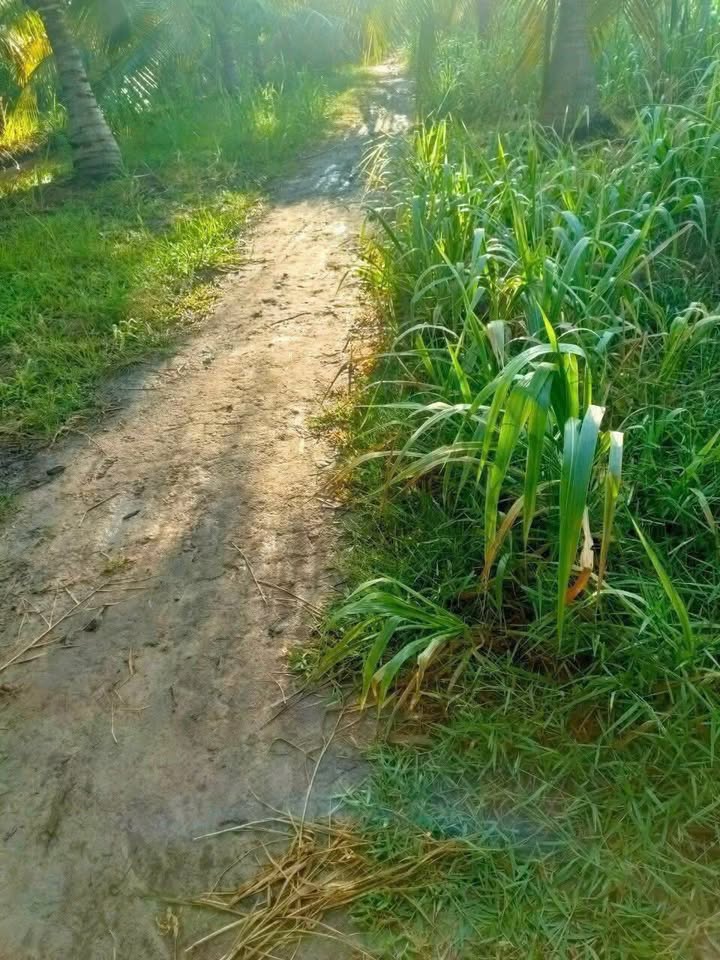 Bán Gấp Đất Vườn 1350m² Xã Đại Điền, Bến Tre - Giá Đầu Tư 5.2 Tỷ