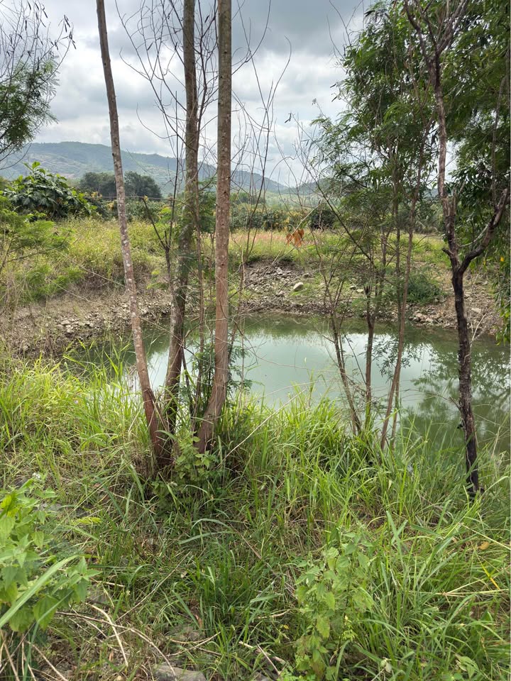 Đất Vườn Diên Lâm, Diên Khánh 3440m² - Cơ hội đầu tư dài hạn!