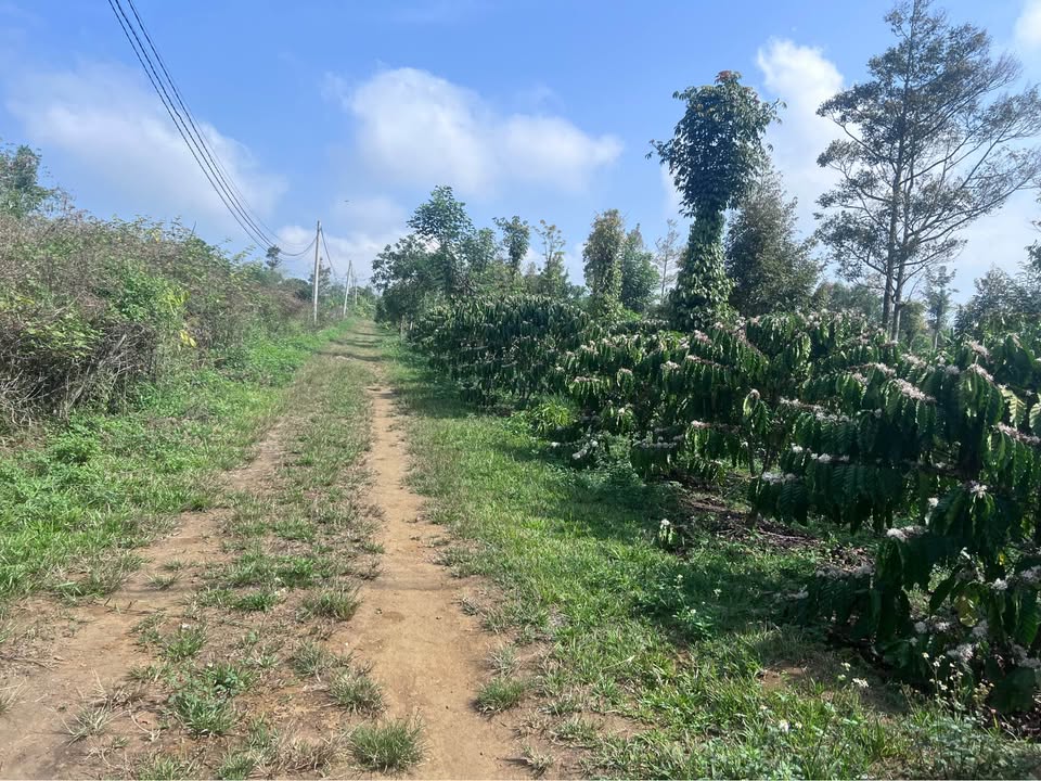 Đất Nền Bảo Lộc 3200m² - Tiềm năng tăng giá vượt trội!