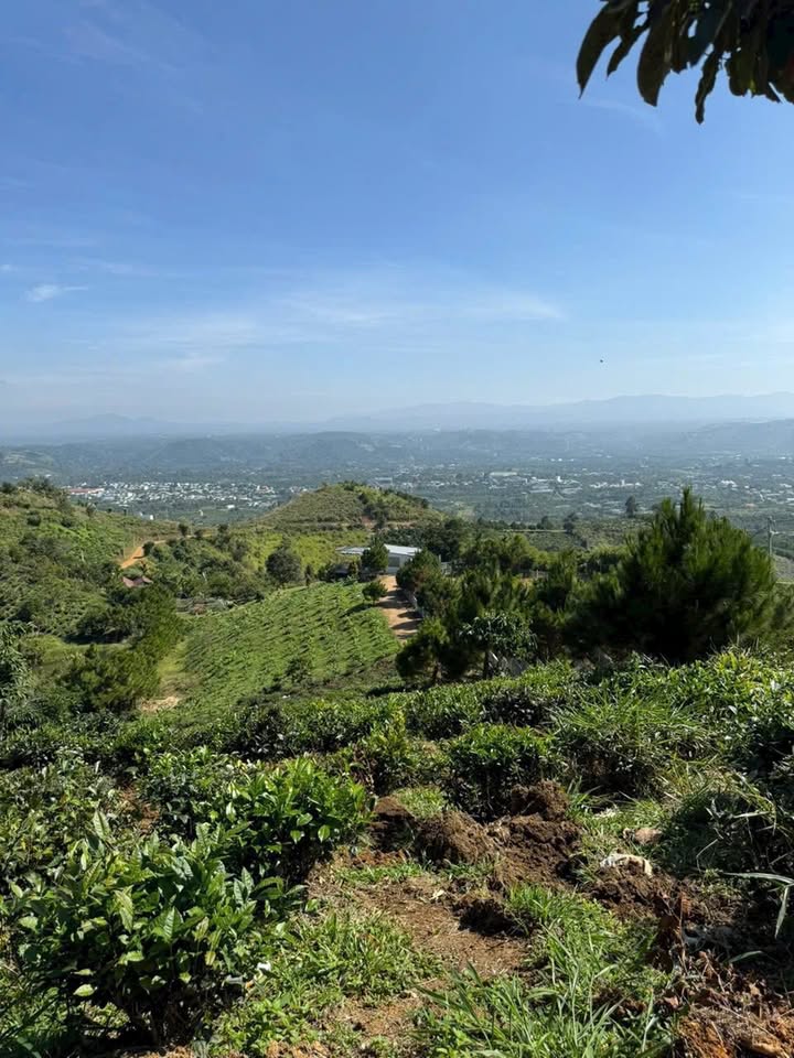 Đất Nền Bảo Lộc 500m² - View Triệu Đô, Sẵn Sàng Nghỉ Dưỡng