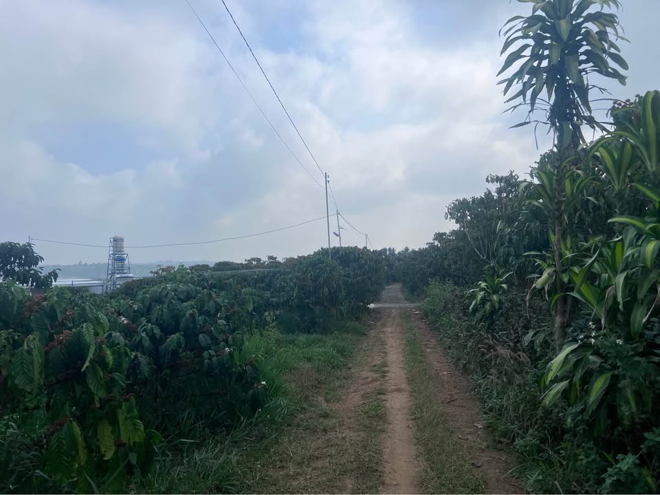 Đất nền Bảo Lộc 1260m² hẻm Phùng Hưng - Tiềm năng tăng giá!