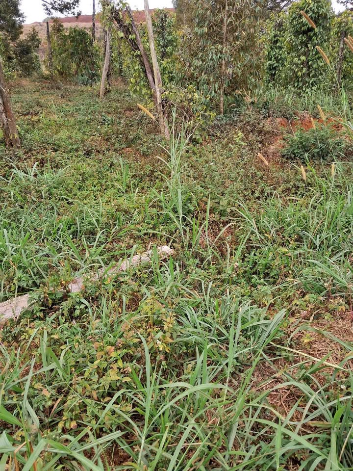 Đất Nền Đắk Nông 360m² - Sổ Đỏ Sẵn, Giá Chỉ 350 Triệu