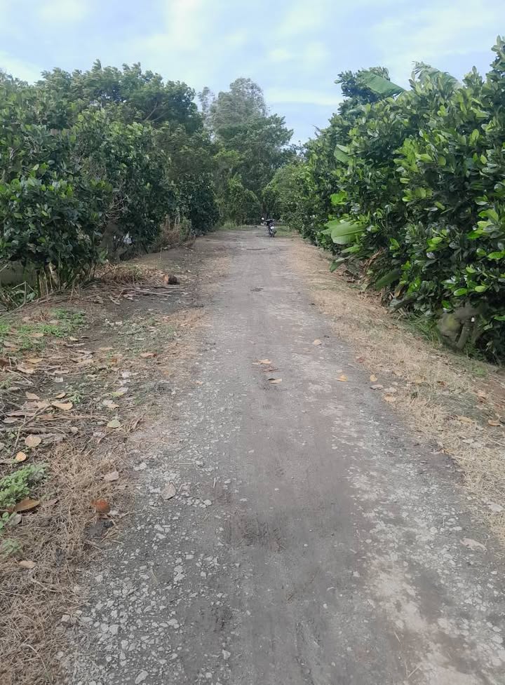 Đất Vườn 30.000m² Mặt Tiền Sông Lớn, Xã Vĩnh Bình, An Giang - Giá Đầu Tư 60 Tỷ