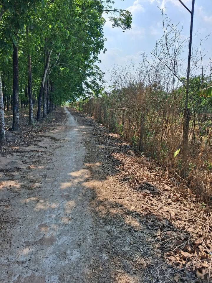 Đất Vườn 20.360m² Xã Thanh An, Hớn Quản - Mặt Tiền 74m, Giá 4.3 Tỷ